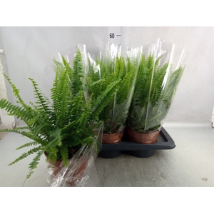 Nephrolepis exal. 'Green Lady'