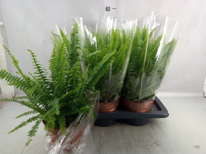 Nephrolepis exal. 'Green Lady'