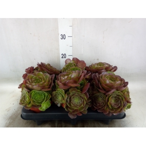 Aeonium arboreum 'Velours'