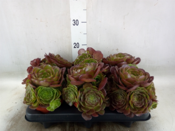 <h4>Aeonium arboreum 'Velours'</h4>