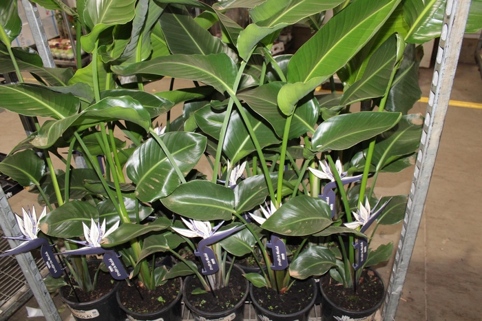 <h4>STRELITZIA NICOLAI P23</h4>