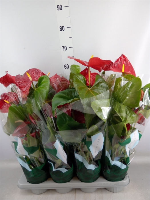 <h4>Anthurium andr. 'Nevada'</h4>