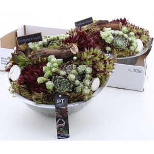 ARR SEMPERVIVUM
