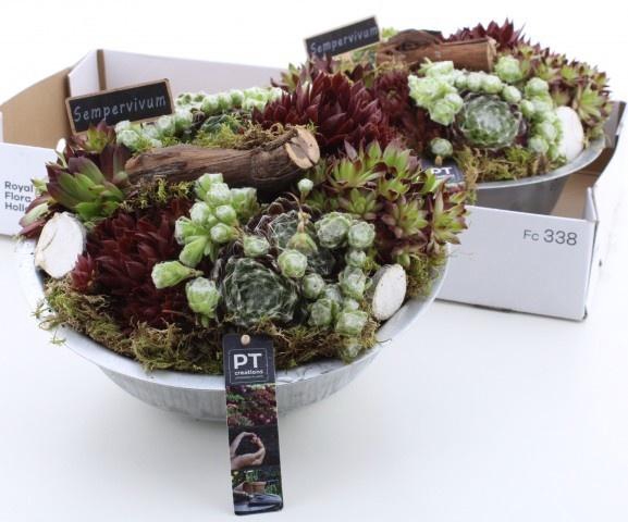 <h4>ARR SEMPERVIVUM</h4>