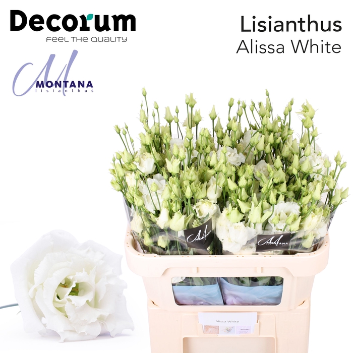 Lisianthus Alissa white 70cm