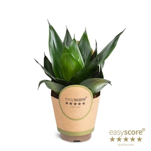 SANSEVIERIA TRIFASCIATA