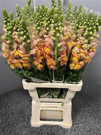 <h4>Antir Poto Apricot</h4>