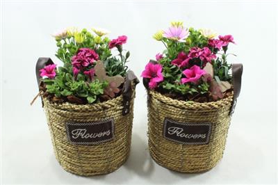 <h4>2521 Mand Flower Hoog</h4>