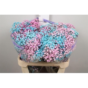 Gyps Rb Pink Turquoise (box)