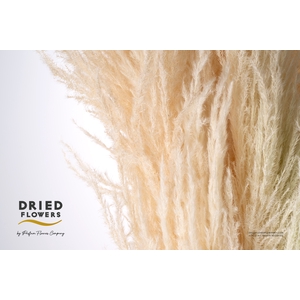 Dried Bleached Cortaderia Sacuara