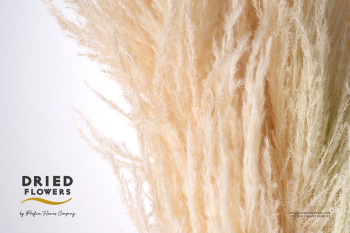 <h4>Dried Bleached Cortaderia Sacuara</h4>