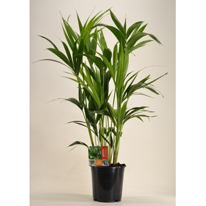 KENTIA - P21 H100 - 6PP (Howea forsteriana)