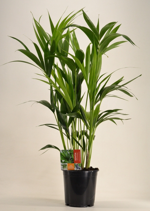 <h4>KENTIA - P21 H100 - 6PP (Howea forsteriana)</h4>