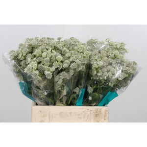 Astrantia Wit Billion Stars