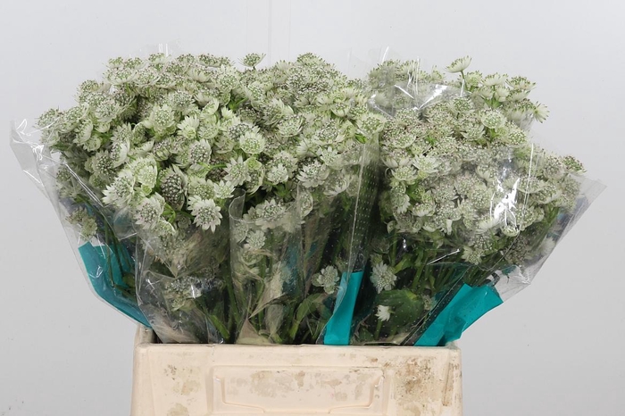 <h4>Astrantia Wit Billion Stars</h4>