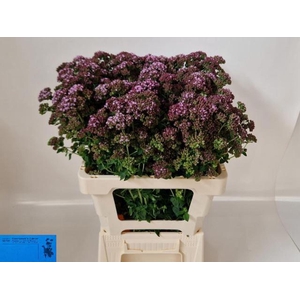 ORIG TYTTANTHUM CHARM PURPLE ORIG V