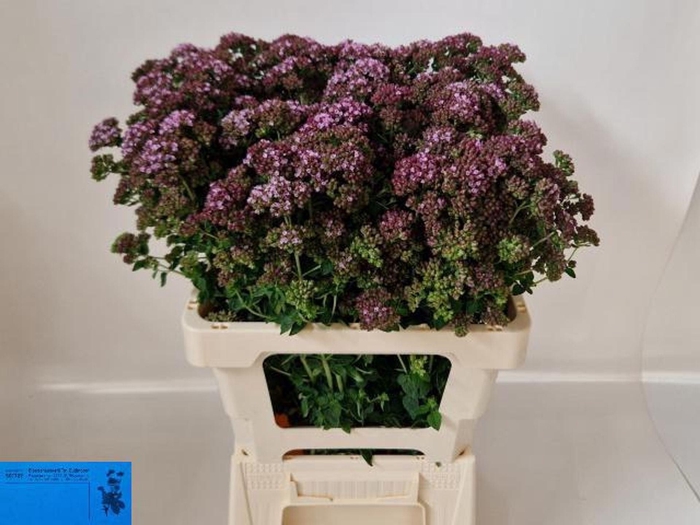 <h4>ORIG TYTTANTHUM CHARM PURPLE ORIG V</h4>