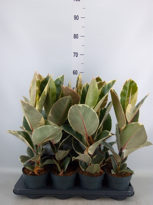 <h4>Ficus elastica 'Tineke'</h4>