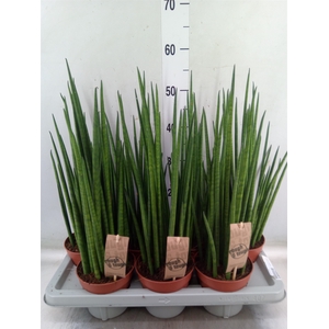 Sansevieria bacularis