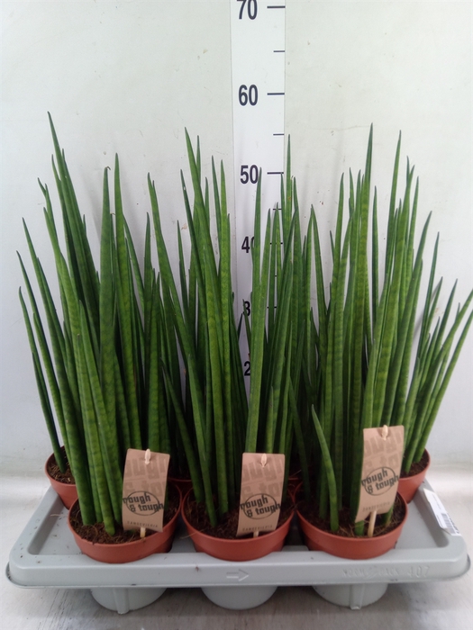 <h4>Sansevieria bacularis</h4>