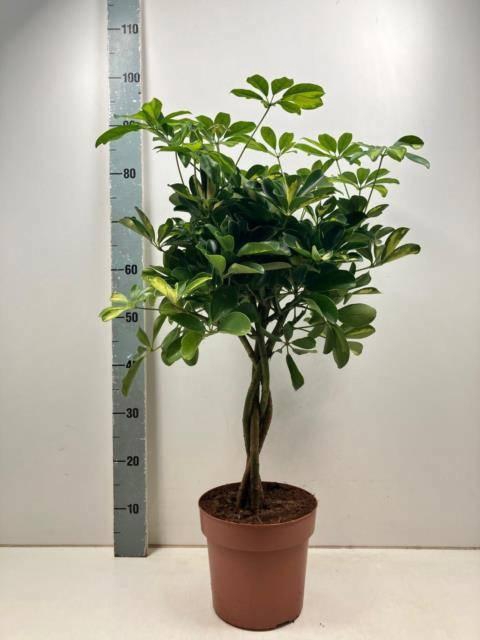 <h4>SCHEF AR GOLD CAPELL</h4>