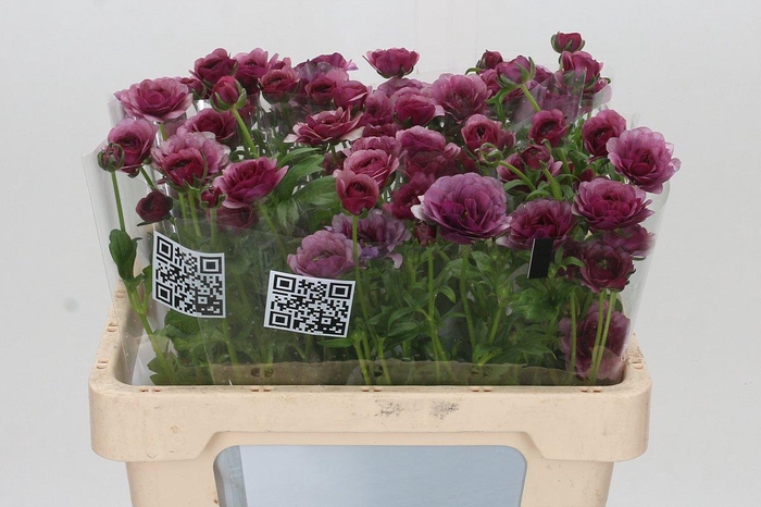 <h4>Ranunculus Butterfly Thiva</h4>