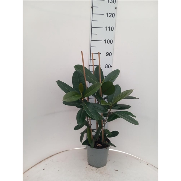 <h4>Ficus Tresor P21</h4>