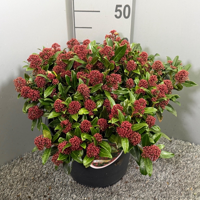 <h4>SKIM J RUBELLA</h4>