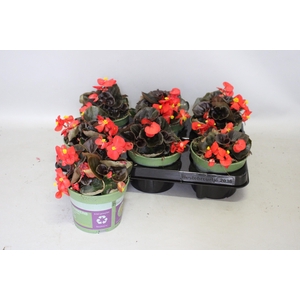 Begonia semp. Red Donkerblad