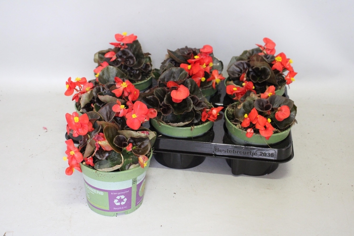 <h4>Begonia semp. Red Donkerblad</h4>