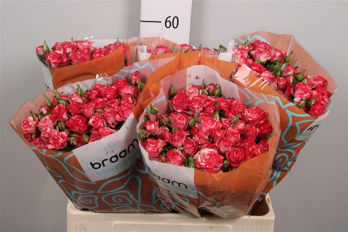 <h4>R Tr Fireworks</h4>