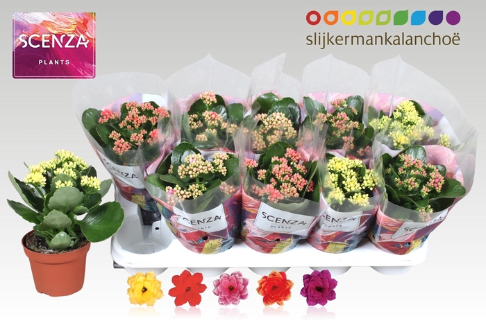 <h4>KAL GE GEM 5 KL</h4>