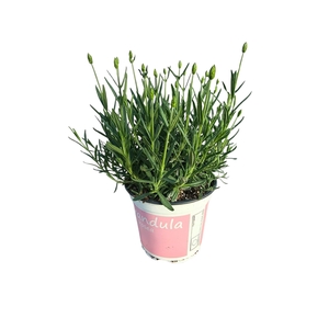 Lavendel Lavandula rosea roze