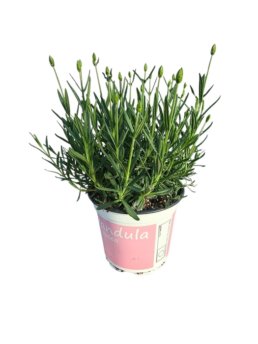 <h4>Lavendel Lavandula rosea roze</h4>