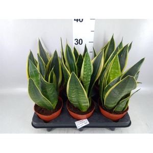 Sansevieria  'Star Canary'