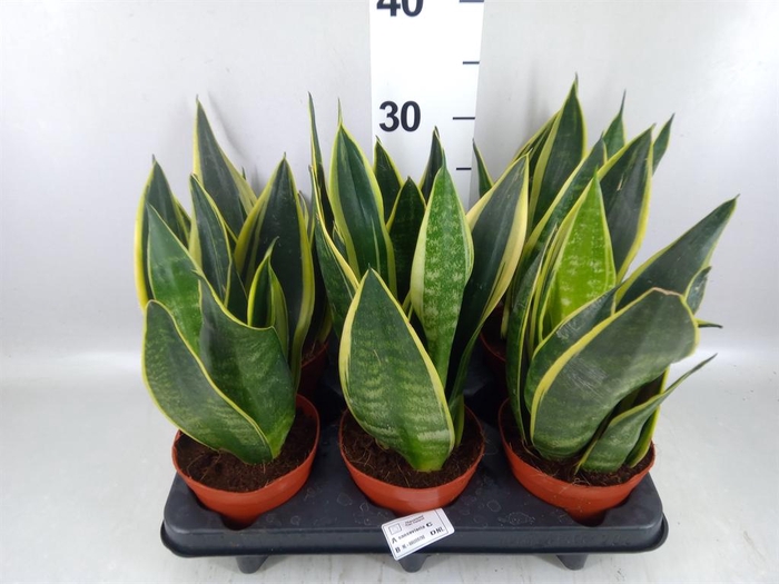 <h4>Sansevieria  'Star Canary'</h4>