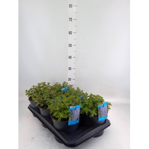 Nepeta faassenii  'Purrsian Blue'