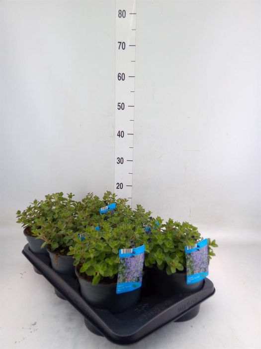 <h4>Nepeta faassenii 'Purrsian Blue'</h4>