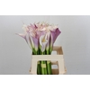 Zantedeschia Eydolls Purple White