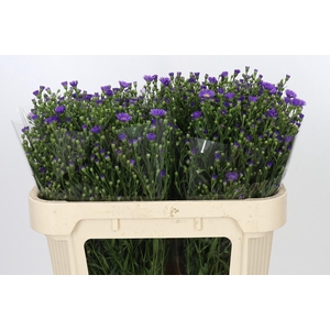 Aster Casamare
