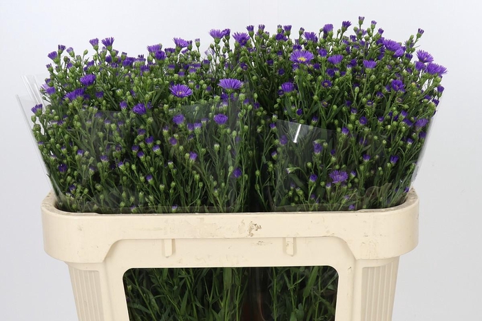 Aster Casamare