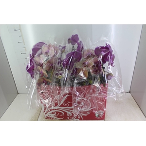 PHALAENOPSIS CASCATA ESPECIAL P15 MIN 8 FLS