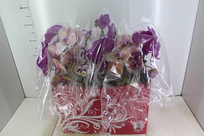 <h4>PHALAENOPSIS CASCATA ESPECIAL P15 MIN 8 FLS</h4>
