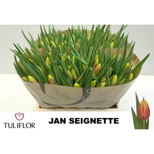 TU EN JAN SEIGNETTE