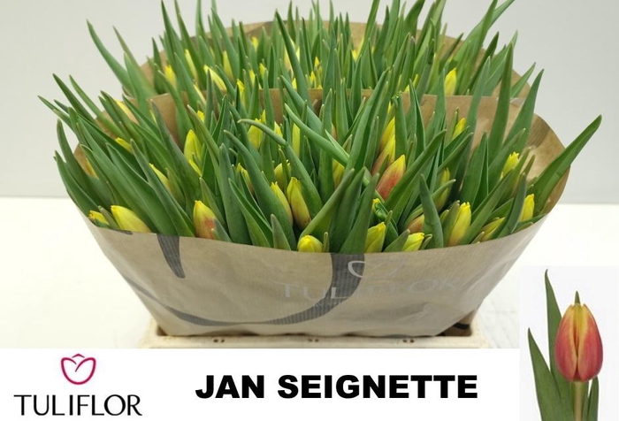 <h4>TU EN JAN SEIGNETTE</h4>