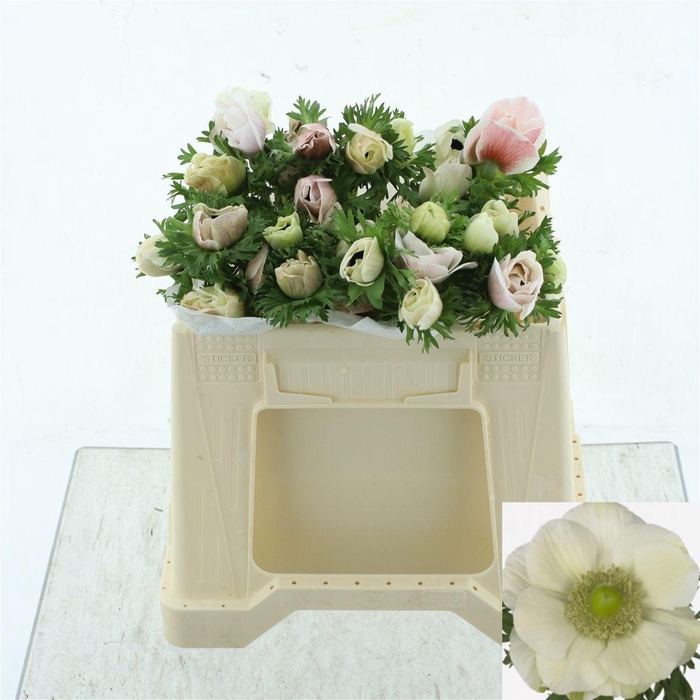 <h4>ANEM CO MIS + WHITE</h4>