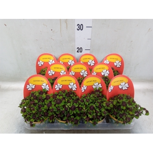 Oxalis deppei