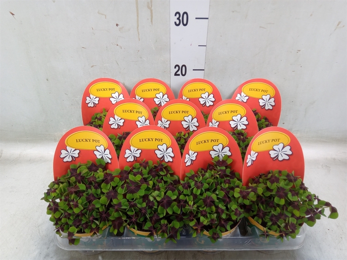 <h4>Oxalis deppei</h4>