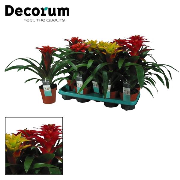 <h4>Guzmania Squarrosa Mix (Decorum)</h4>