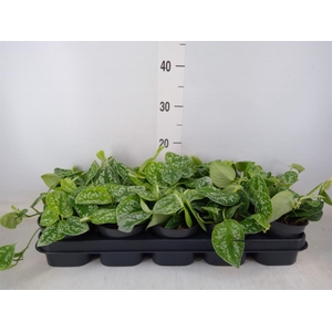 Scindapsus pictus 'Argyraeus'